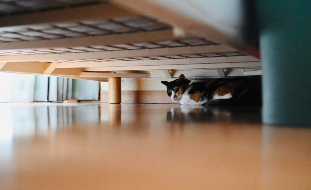 2026年7月の熊本地震後の三毛猫小梅、怖がって、数時間ベッドの下から出てこなかった