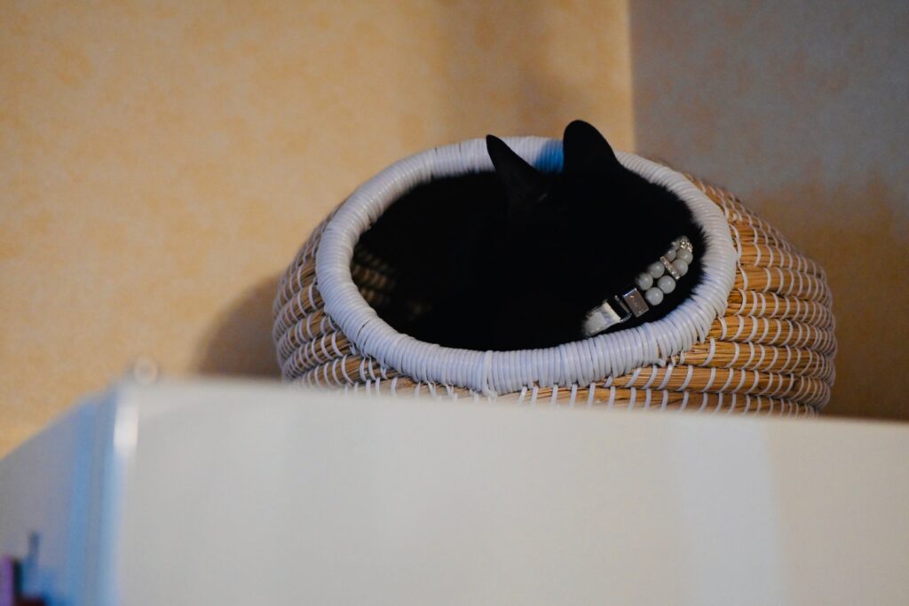 2026年7月の熊本地震後の黒猫ピノ