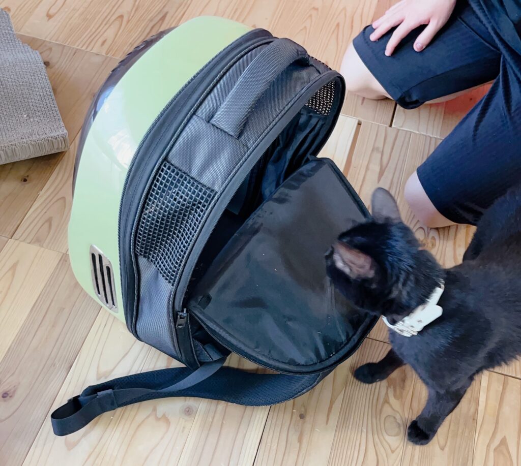 ピノが猫キャリーリュックに入るところ