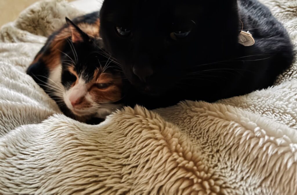 黒猫ピノと三毛猫小梅