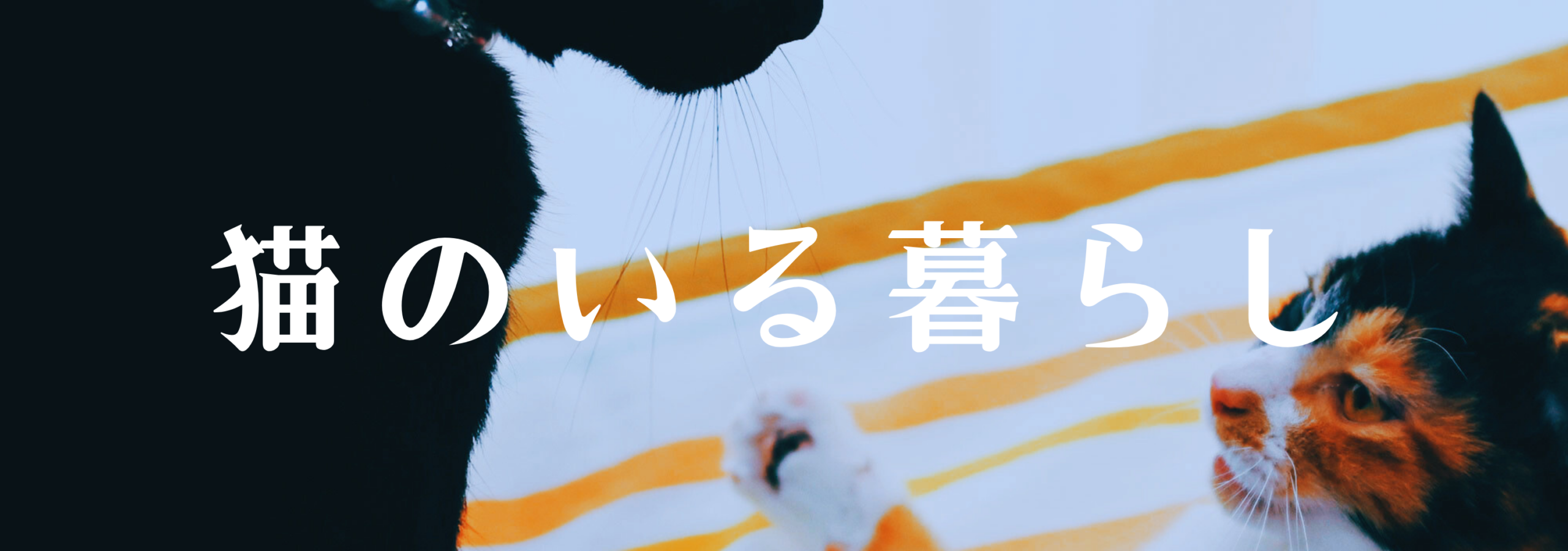 猫のいる暮らし。黒猫ピノと三毛猫小梅
