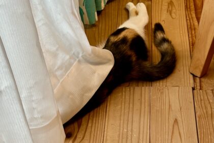 お尻出てますわよ、小梅さん
