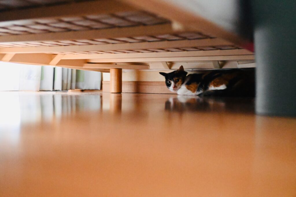 地震で怖がる三毛猫小梅
