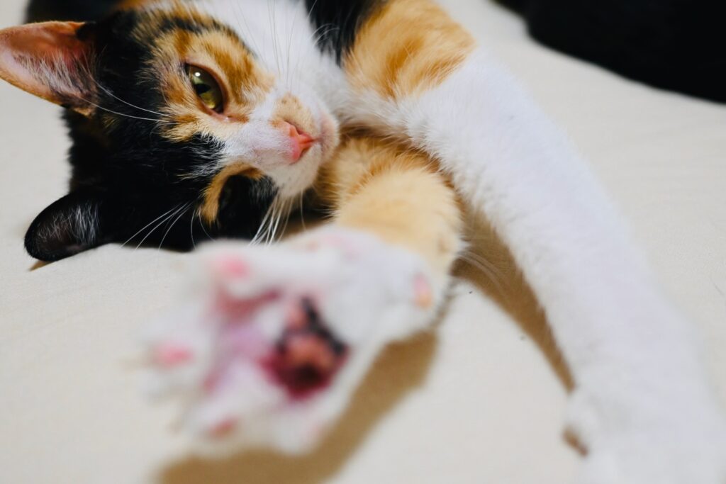 三毛猫小梅