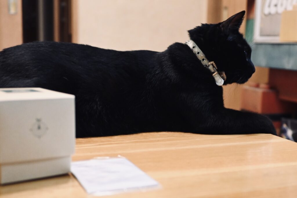 PRO TREKが届いて気になった黒猫ピノ