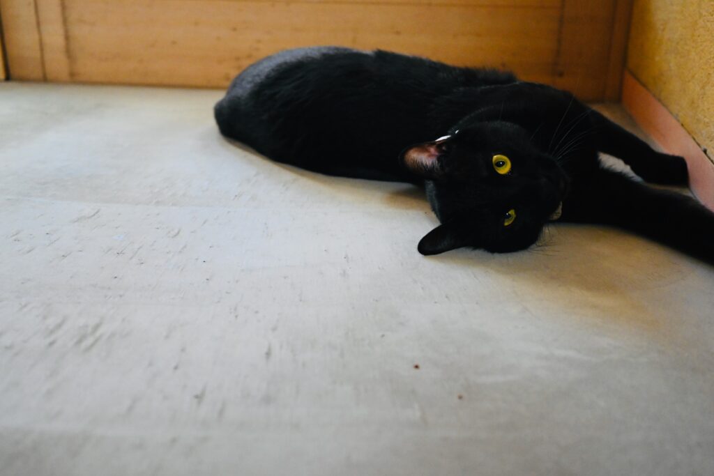 コンクリートの玄関土間でゴロゴロする黒猫ピノ
