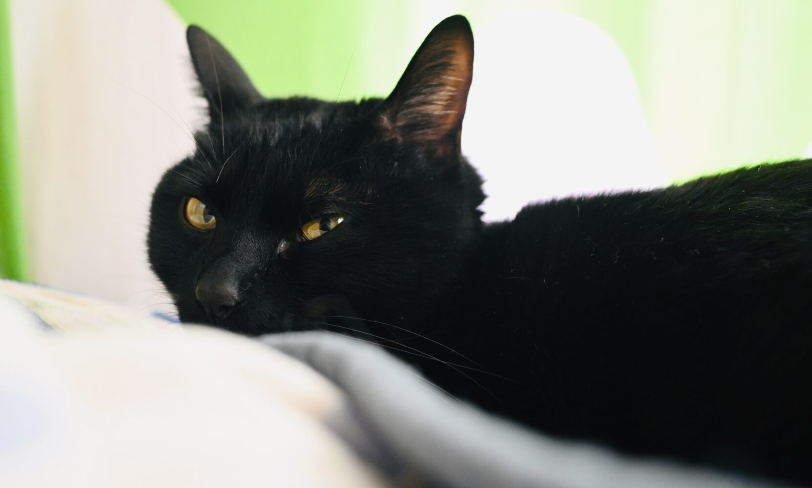 黒猫ピノ