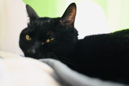 黒猫ピノ