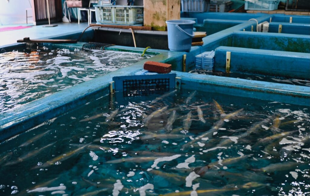 唐津市呼子「お魚処 玄海」のいけす
