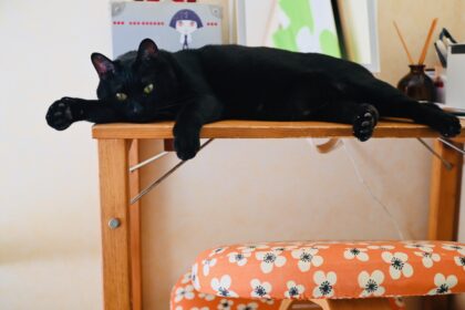 デスクの上の黒猫ピノ