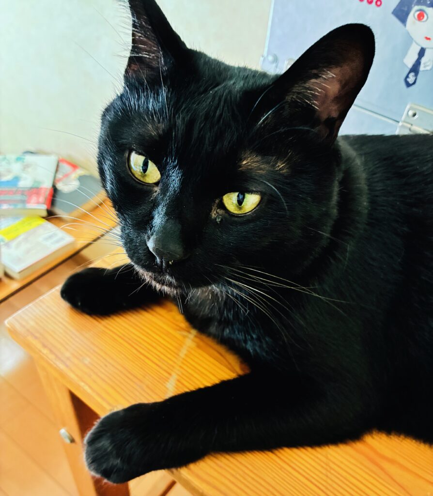 デスクの上の黒猫ピノ